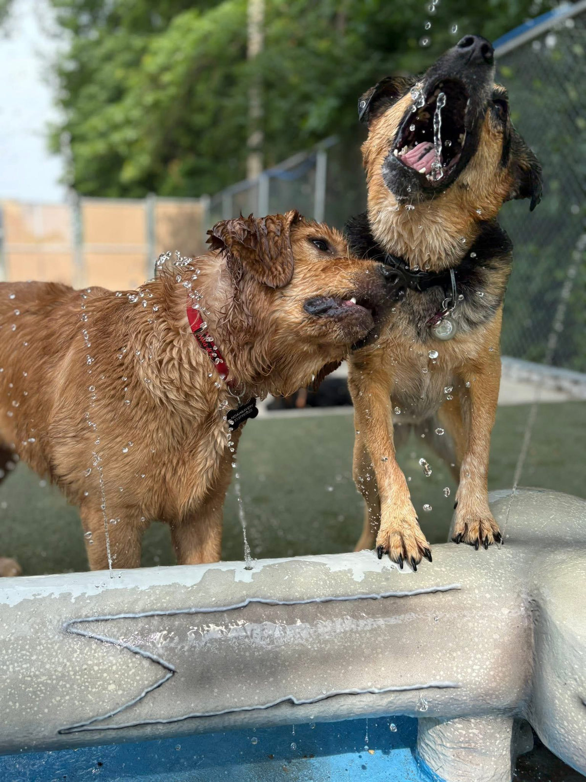 Dogs playing in a pet care facility