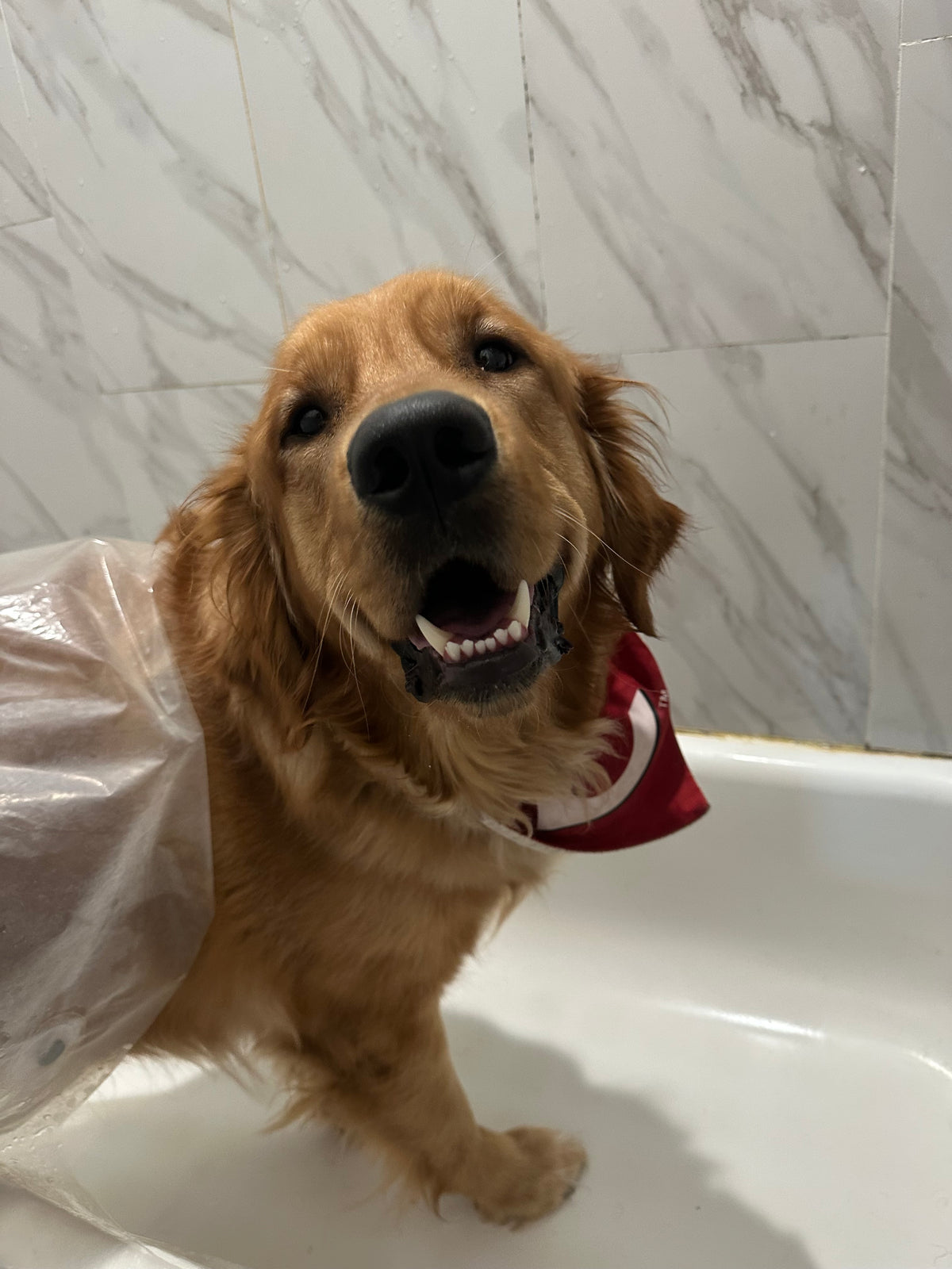Buddy, the Golden Retriever behind Haus Of Buddy Social